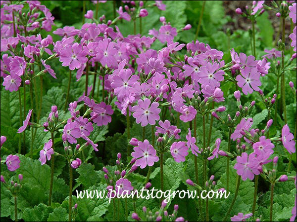 Sturdy flower scapes hold up the notched petal flower. (May 9)